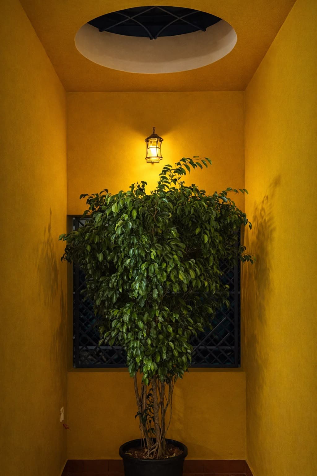 Warm yellow interior with plant and skylight by Elephant Studio Architects